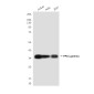 PP1C gamma (2F2A3) Mouse mAb ABZ3978