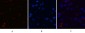 DDIT3 (7G7) Mouse mAb ABZ3979