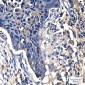 beta Catenin Mouse mAb ABZ3980
