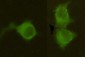 MPI (4G9) Mouse mAb ABZ3982