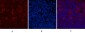 CD68 (9H5) Mouse mAb ABZ3983