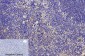 CD68 (9H5) Mouse mAb ABZ3983