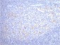 CD68 (9H5) Mouse mAb ABZ3983