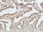 Histone H2B (7E2) Mouse mAb ABZ3984