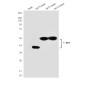 AKT1/2/3 Mouse mAb ABZ3986