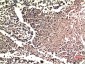 ERK1/2 (1B4) Mouse mAb ABZ3991