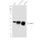 ERK1/2 (1B4) Mouse mAb ABZ3991