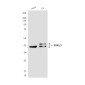 ERK1/2 (9A4) Mouse mAb ABZ3992