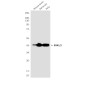 ERK1/2 (9A4) Mouse mAb ABZ3992