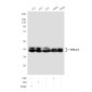 ERK1/2 (4A4) Mouse mAb ABZ3993