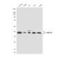 ERK1/2 (4F3) Mouse mAb ABZ3994