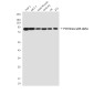 PI3 Kinase p85 alpha (3H5) Mouse mAb ABZ3995