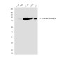 PI3 Kinase p85 alpha (3H5) Mouse mAb ABZ3995
