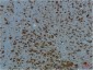 PI3 Kinase p85 alpha (1C8) Mouse mAb ABZ3996