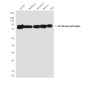 PI3 Kinase p85 alpha (1C8) Mouse mAb ABZ3996