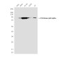PI3 Kinase p85 alpha (1C8) Mouse mAb ABZ3996