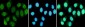 RPA70 (8C3) Mouse mAb ABZ3997
