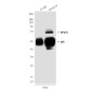 RPA70 (8C3) Mouse mAb ABZ3997