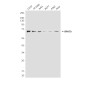 RPA70 (8C3) Mouse mAb ABZ3997