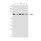 RPA70 (8C3) Mouse mAb ABZ3997