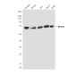 RPA70 (8C3) Mouse mAb ABZ3997