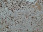 Galectin 3 (7G9) Mouse mAb ABZ4004