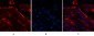 Galectin 3 (4B2) Mouse mAb ABZ4005