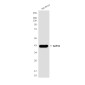 GAP43 Mouse mAb ABZ4006