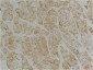 Desmin (4H1) Mouse mAb ABZ4007