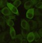 Hsp27 (7E5) Mouse mAb ABZ4009