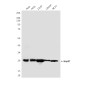 Hsp27 (7E5) Mouse mAb ABZ4009