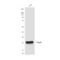 Hsp27 (9G1) Mouse mAb ABZ4010