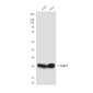 Hsp27 (9G1) Mouse mAb ABZ4010