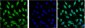 p53 Mouse mAb ABZ4011