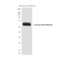 Bovine Serum Albumin Mouse mAb ABZ4017