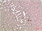 Prealbumin (1F6) Mouse mAb ABZ4020