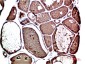 Prealbumin (1F6) Mouse mAb ABZ4020