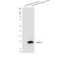Apolipoprotein A I Mouse mAb ABZ4024