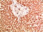 Collagen IV alpha 1 (2G3) Mouse mAb ABZ4025