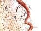Collagen IV alpha 1 (2G3) Mouse mAb ABZ4025