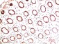 Collagen I alpha 1 Mouse mAb ABZ4026