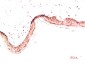 Collagen I alpha 1 Mouse mAb ABZ4026