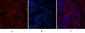 CD4 (7H9) Mouse mAb ABZ4028