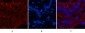 CD4 (7H9) Mouse mAb ABZ4028