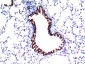 TGF beta 1 (7C9) Mouse mAb ABZ4032
