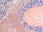 TGF beta 1 (7C9) Mouse mAb ABZ4032