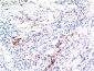TGF beta 1 (4C1) Mouse mAb ABZ4033