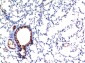 TGF beta 1 (4C1) Mouse mAb ABZ4033