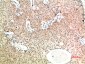 TGF beta 1 (8F6) Mouse mAb ABZ4034