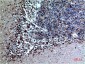 Cystatin C (6A4) Mouse mAb ABZ4040